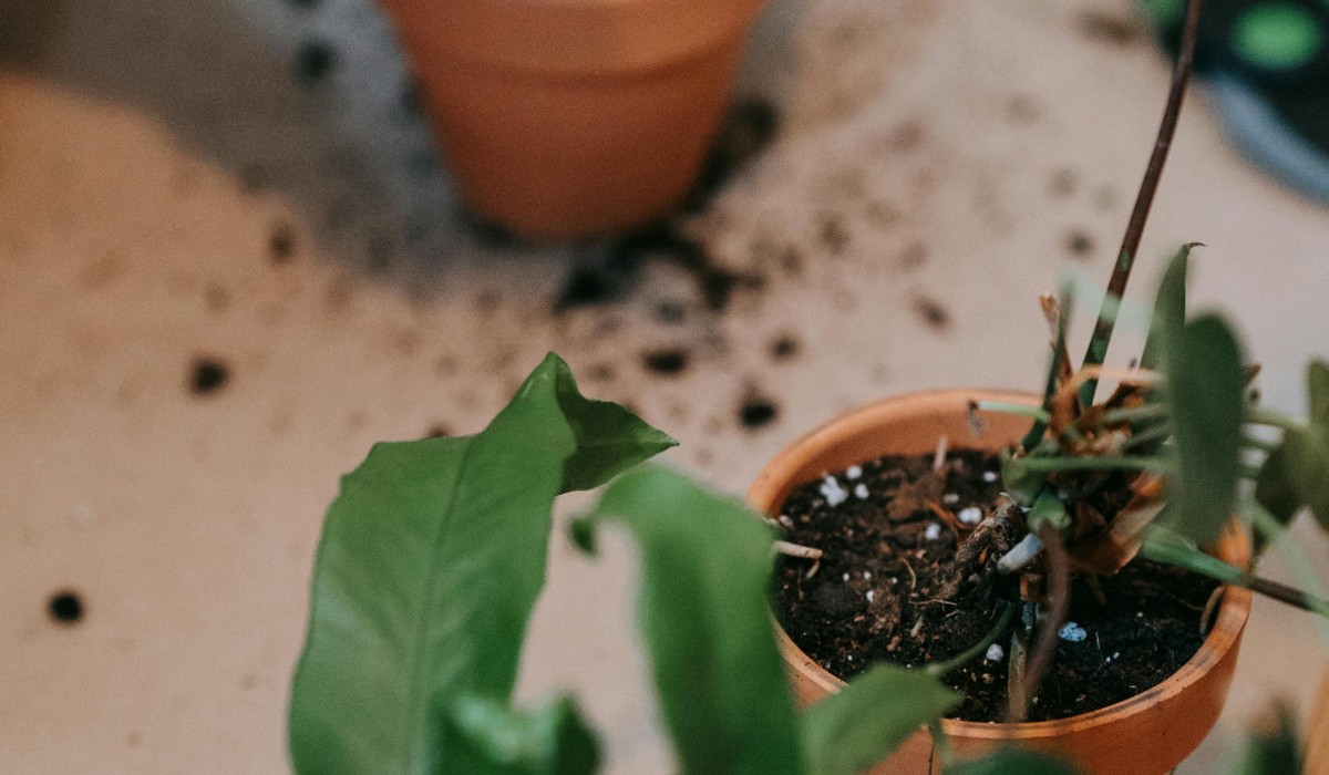 Flugsommer 2025: Mehr Passagiere ins Ausland als 2024, Gesamtverkehr bleibt unter Vor-Corona-Niveau