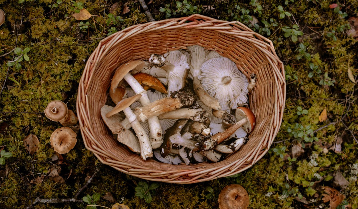 Speisepilzernte 2025 leicht gewachsen, Anbaufläche bleibt nahezu stabil