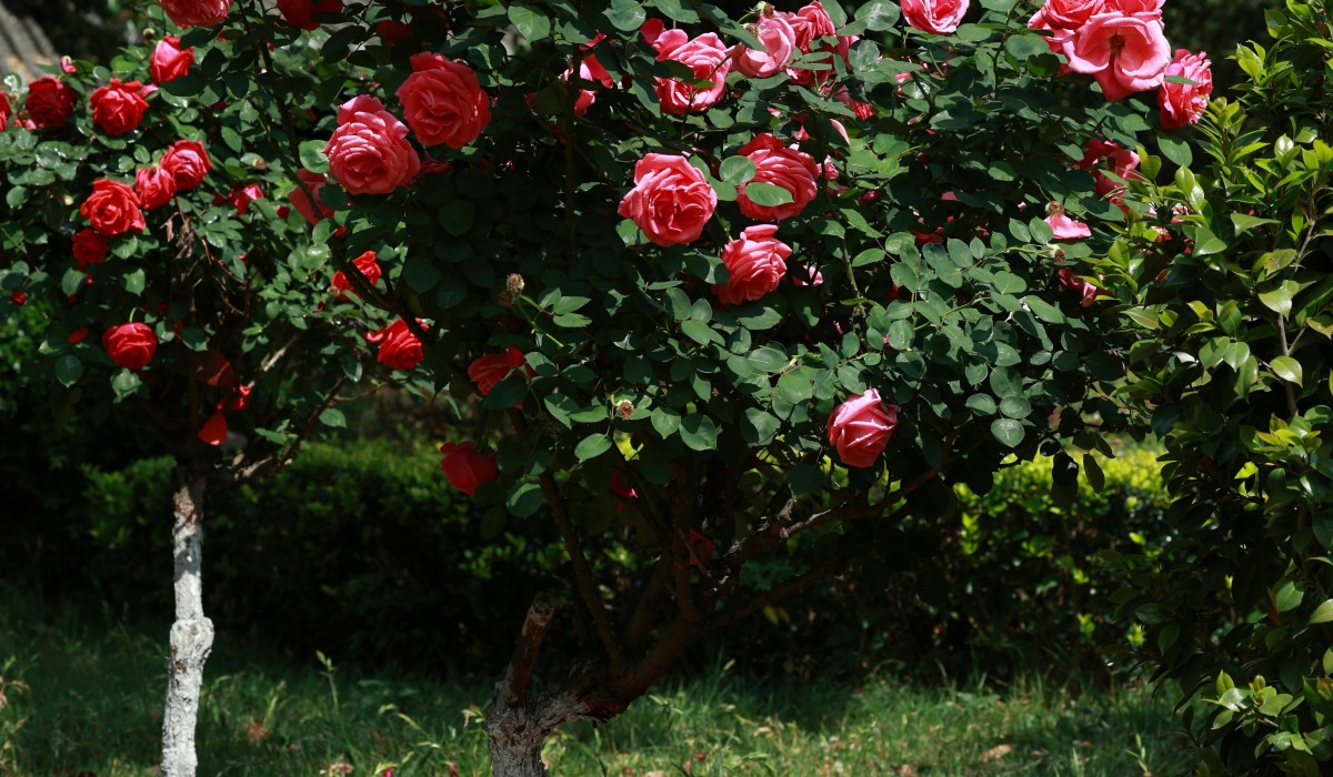 Zierpflanzenanbau 2025 schrumpft weiter: Betriebe und Flächen deutlich zurück, Nordrhein-Westfalen führt Zierpflanzenanbau 2025 schrumpft weiter: Betriebe und Flächen deutlich zurück, Nordrhein-Westfalen führt